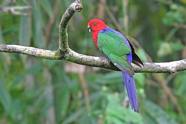 Moluccan King-Parrot - James Eaton