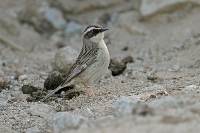 Brown Accentor - ML205764941