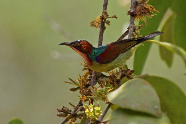Red-throated Sunbird - James Eaton