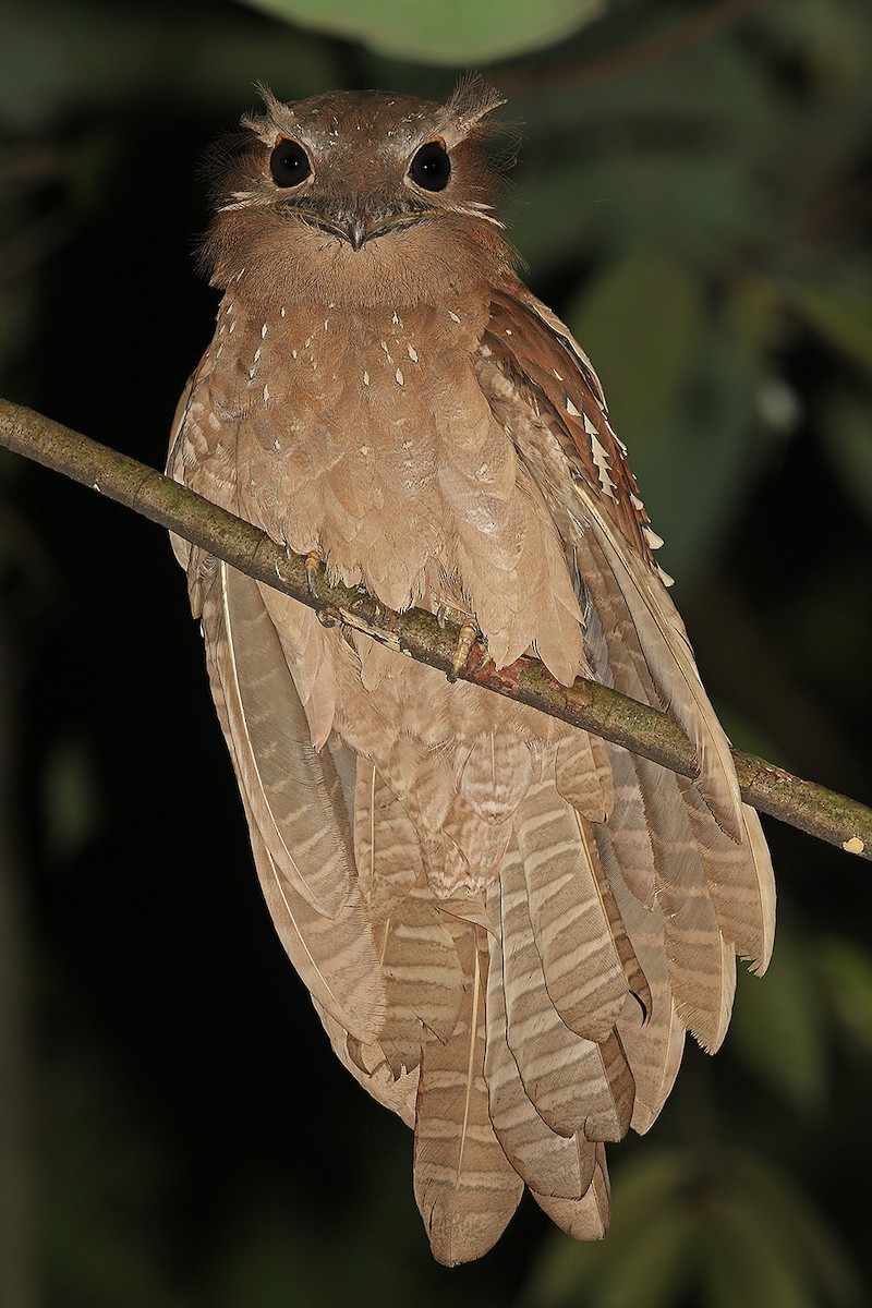 Large Frogmouth - James Eaton