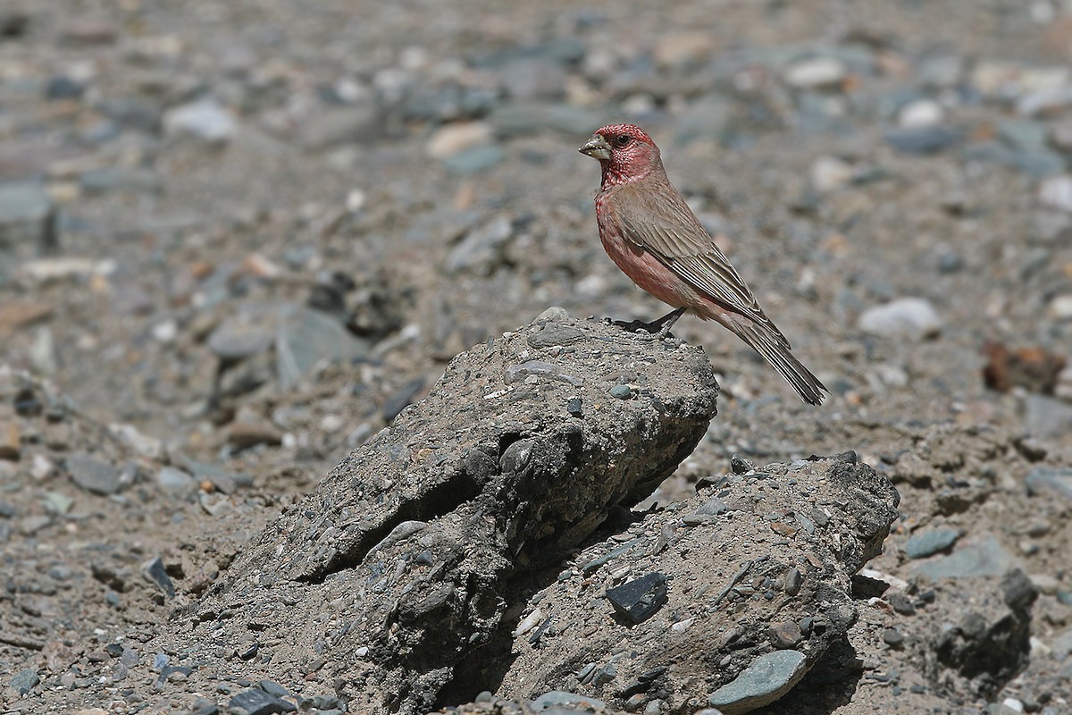 Great Rosefinch (Spotted) - James Eaton