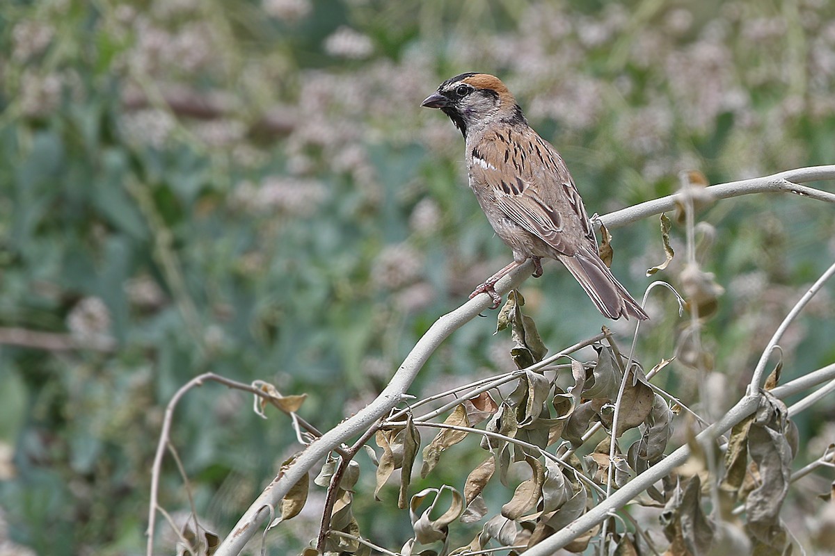 Saxaul Sparrow - James Eaton