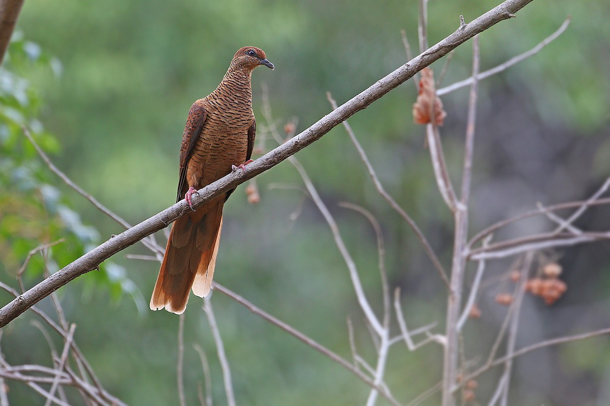 Timor Cuckoo-Dove - ML205765621
