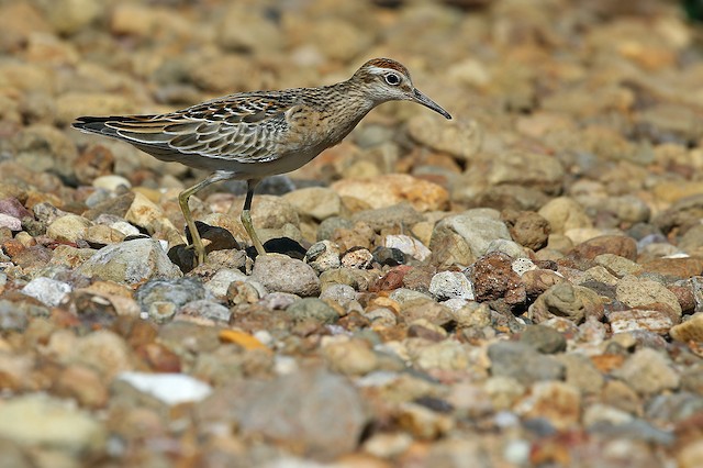  - Sharp-tailed Sandpiper - 