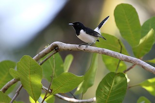 White-tipped Monarch - Symposiachrus everetti - Birds of the World