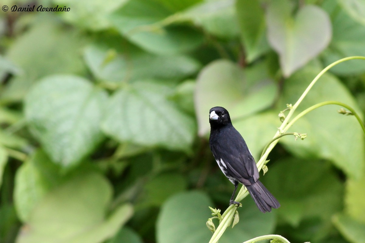 Black-and-white Seedeater - ML205765771