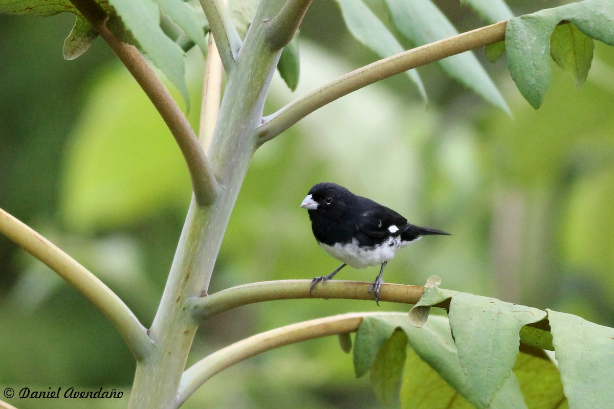 Black-and-white Seedeater - ML205765791