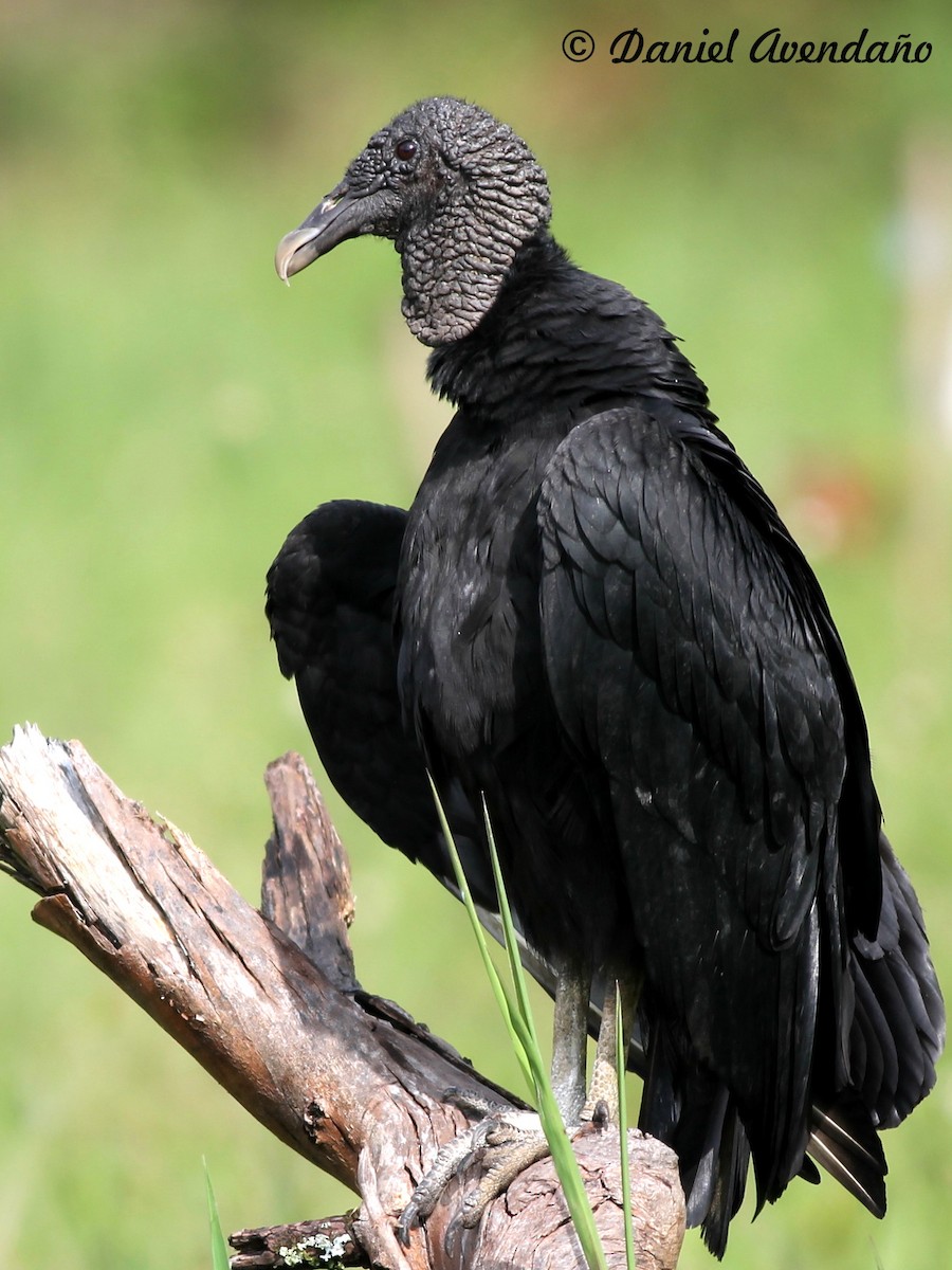 Black Vulture - Daniel Avendaño