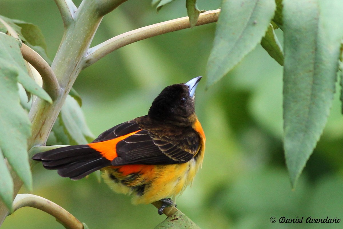 Flame-rumped Tanager (Flame-rumped) - Daniel Avendaño