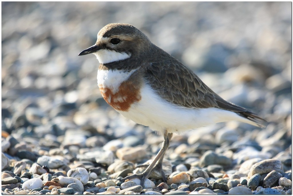 Double-banded Plover - ML205766521
