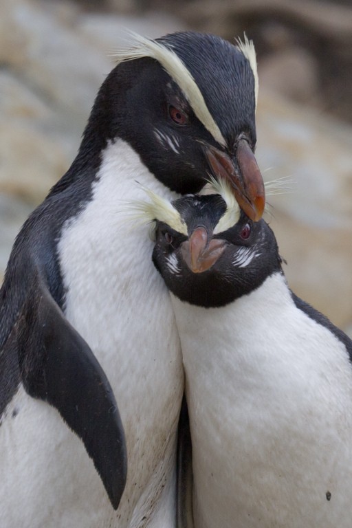 Fiordland Penguin - ML205766711