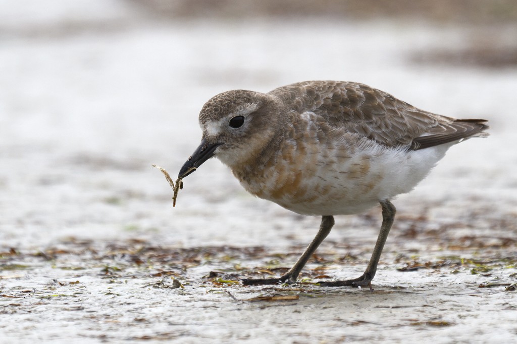 Red-breasted Dotterel (Southern) - ML205766841