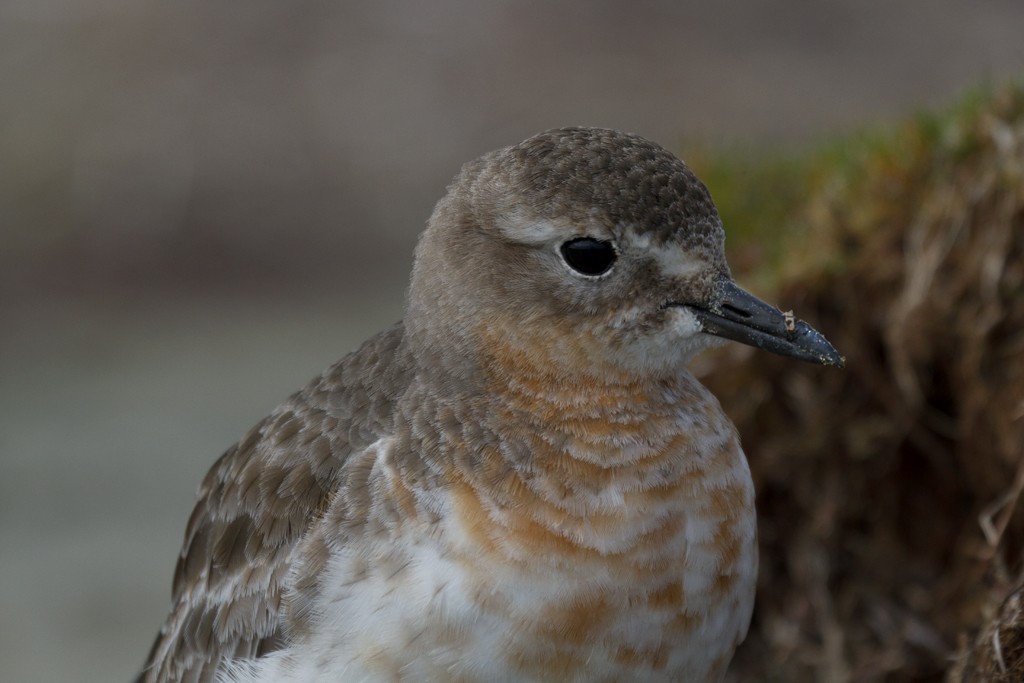 Red-breasted Dotterel (Southern) - ML205766851
