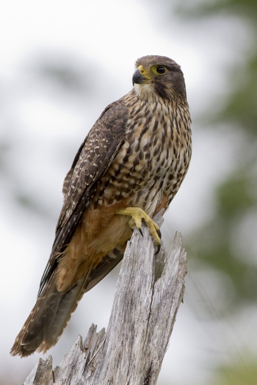 New Zealand Falcon - Glenda Rees