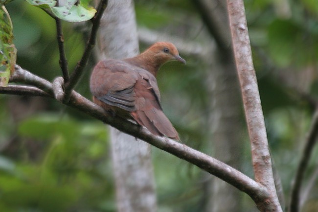 Philippine Cuckoo-Dove - James Eaton