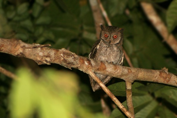 Moluccan Scops-Owl (Moluccan) - ML205767311