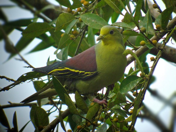 Sri Lanka Green-Pigeon - James Eaton