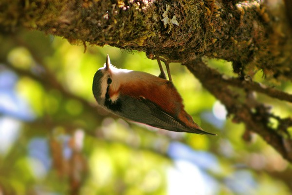 White-browed Nuthatch - ML205767511