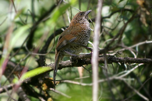 Brown-capped Laughingthrush - ML205767521