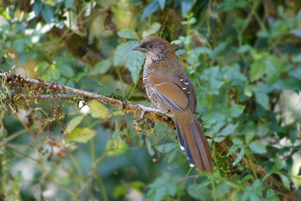 Brown-capped Laughingthrush - ML205767531