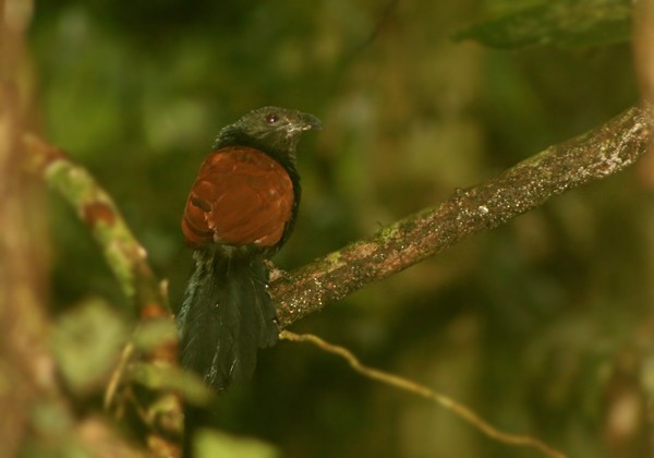 Short-toed Coucal - ML205767681