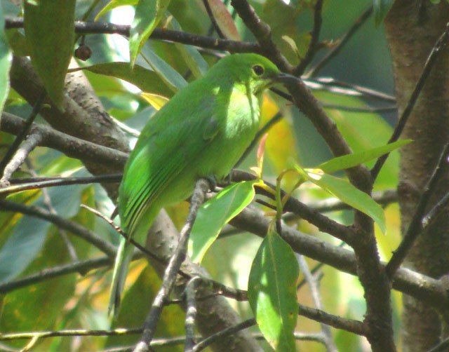 Sumatran Leafbird - James Eaton