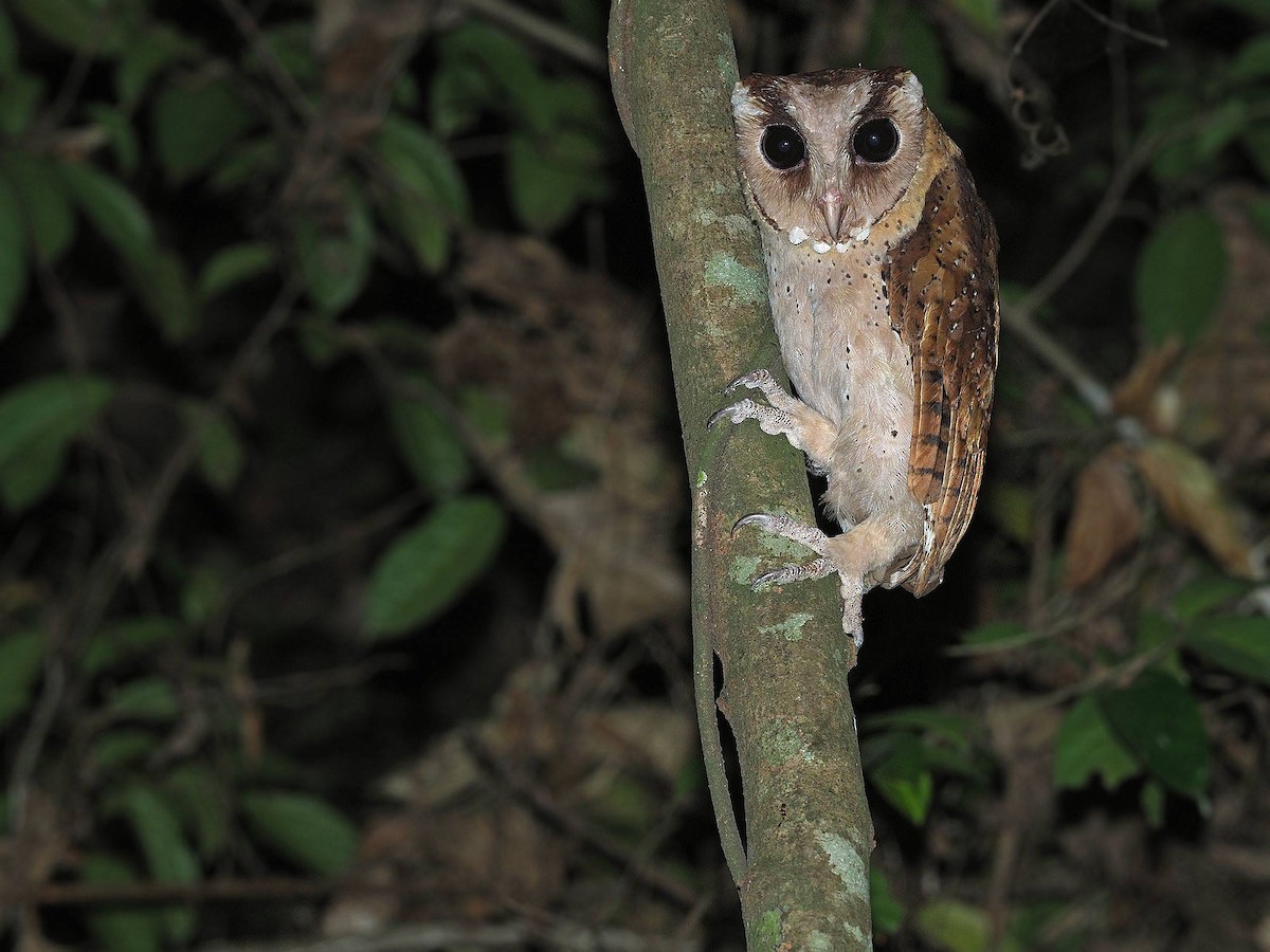 Sri Lanka Bay-Owl - James Eaton