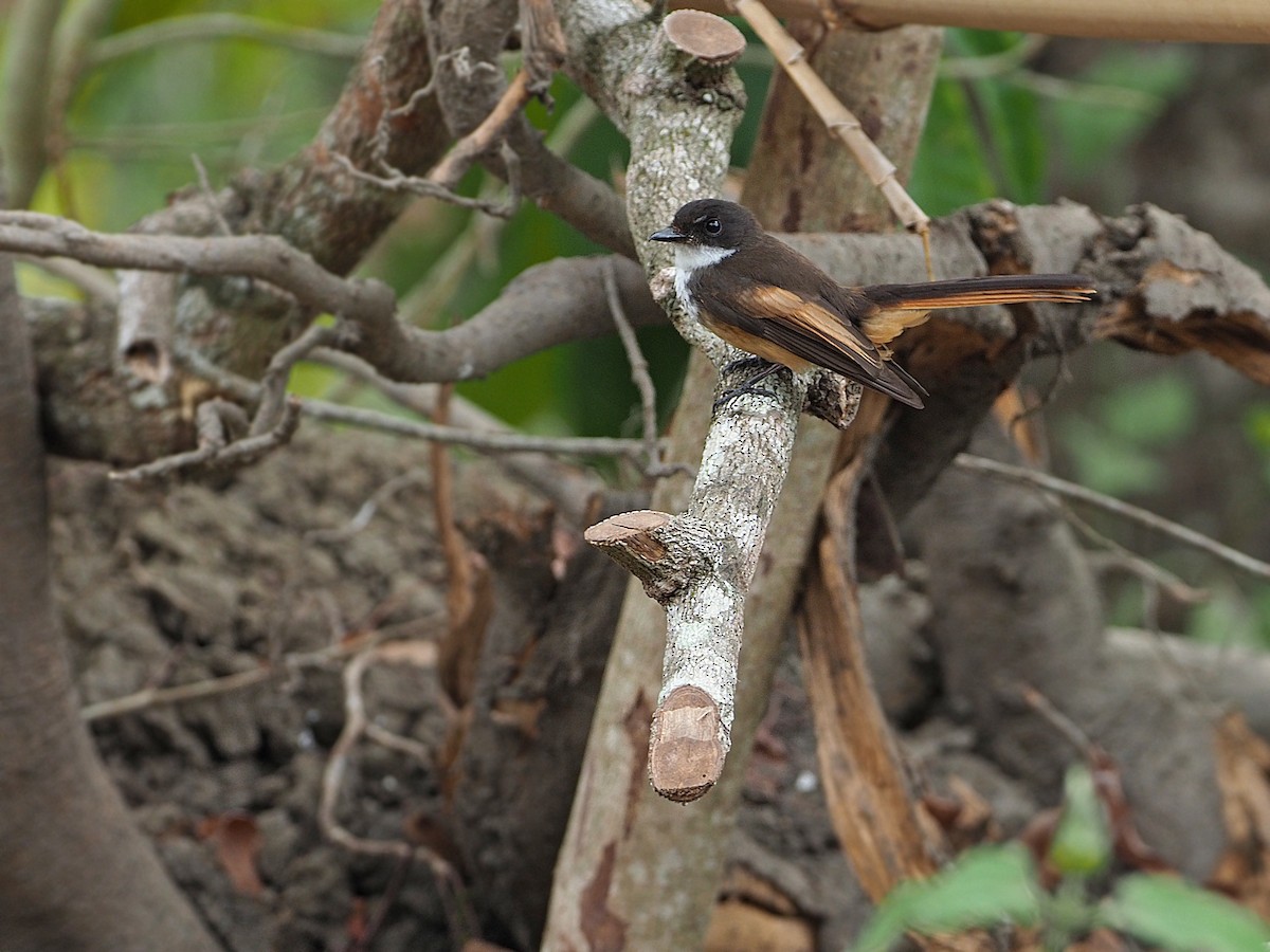 Cinnamon-tailed Fantail - James Eaton