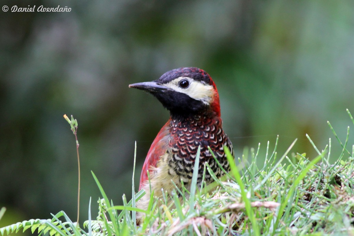Crimson-mantled Woodpecker (Crimson-mantled) - Daniel Avendaño