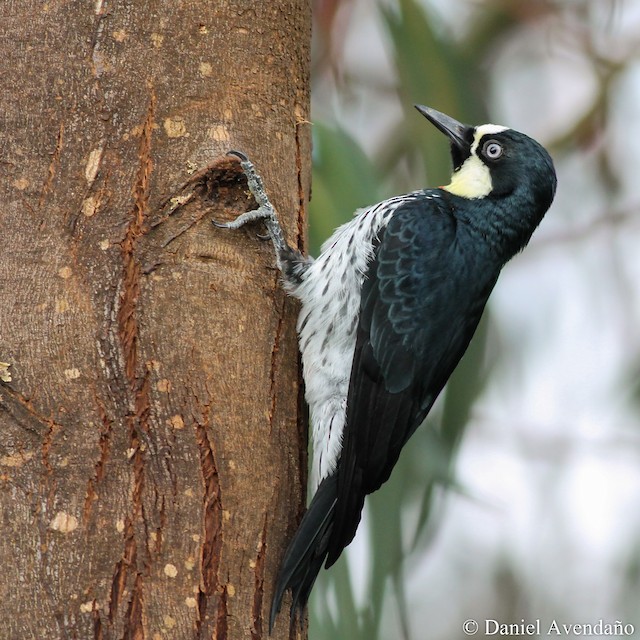 ドングリキツツキ Formicivorus グループ Ebird