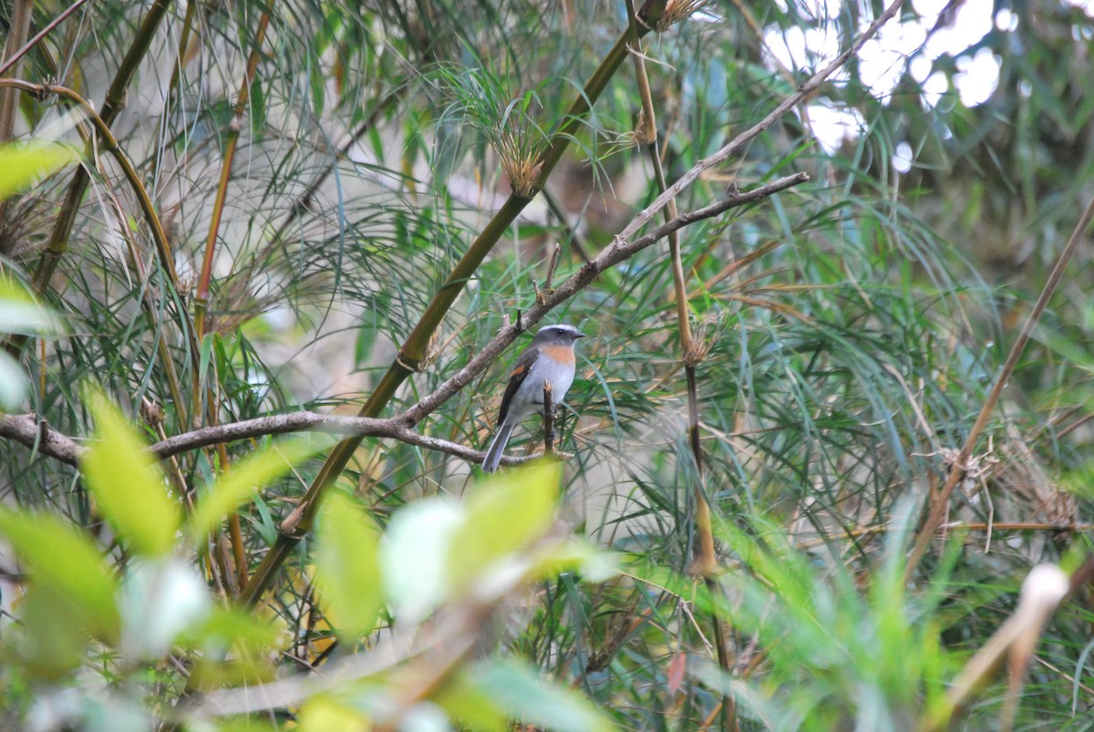 Rufous-breasted Chat-Tyrant - Agustin Carrasco