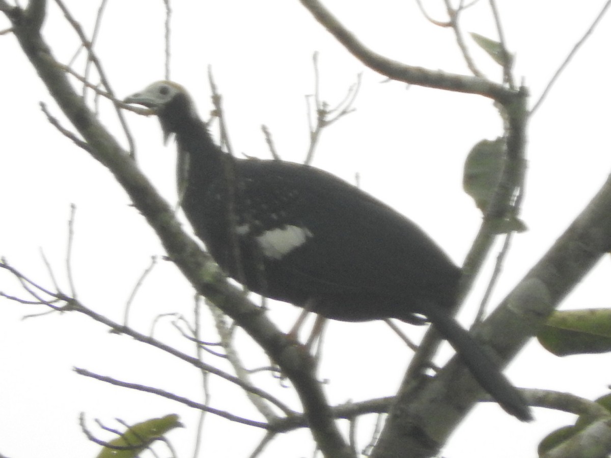 Blue-throated Piping-Guan - ML205769191
