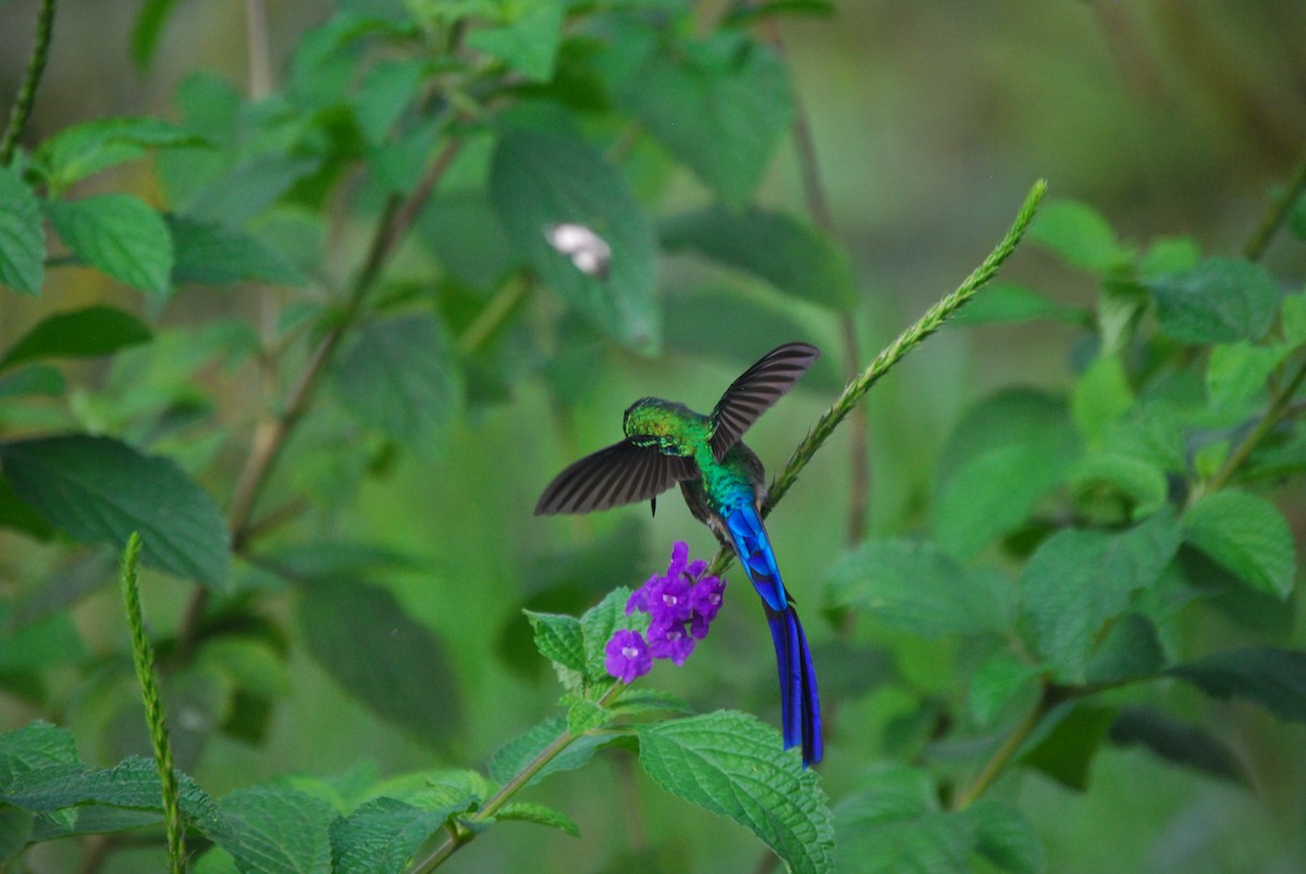 Violet-tailed Sylph - Agustin Carrasco