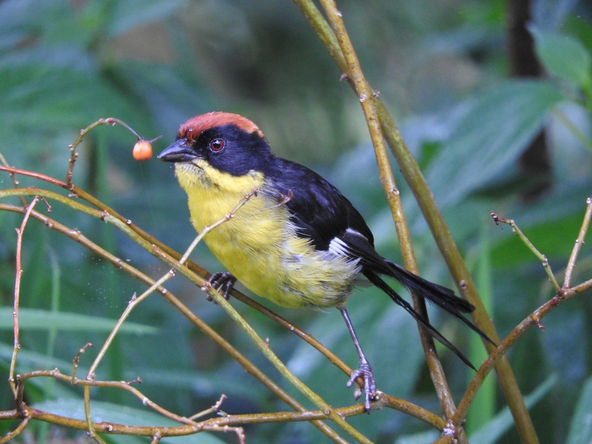 Yellow-breasted Brushfinch (Yellow-breasted) - Agustin Carrasco