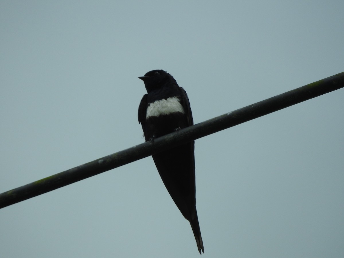 White-banded Swallow - ML205769721