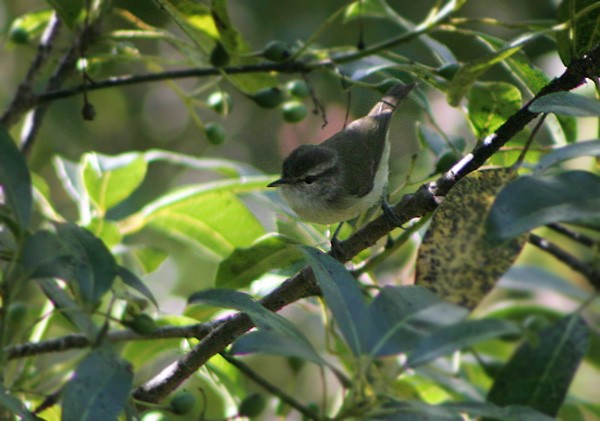 Timor Leaf Warbler (Timor) - ML205769851