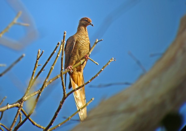 Timor Cuckoo-Dove - ML205769911