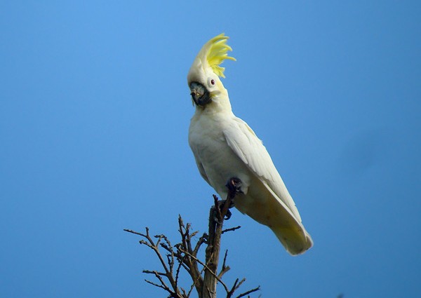 Yellow-crested Cockatoo - James Eaton