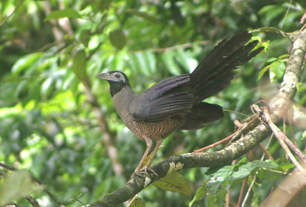 Bornean Ground-Cuckoo - James Eaton
