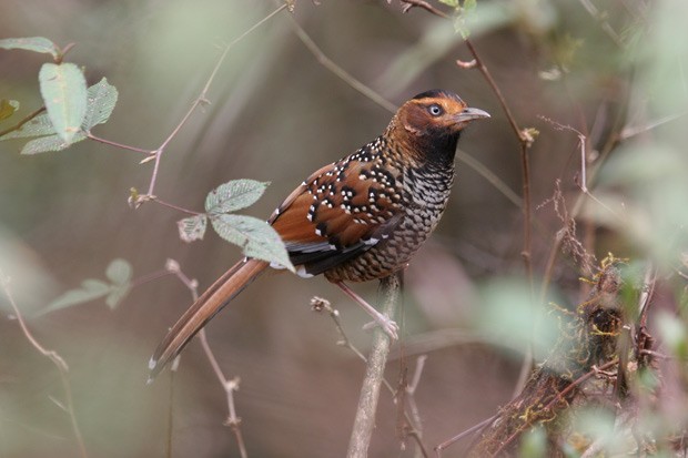 Spotted Laughingthrush - James Eaton