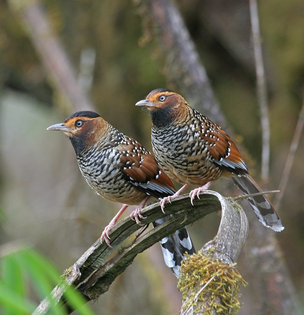 Spotted Laughingthrush - ML205770231