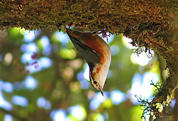 White-browed Nuthatch - James Eaton