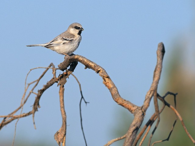 Zarudny’s Sparrow