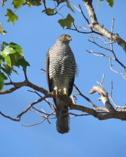 Madagascar Sparrowhawk - ML205770601