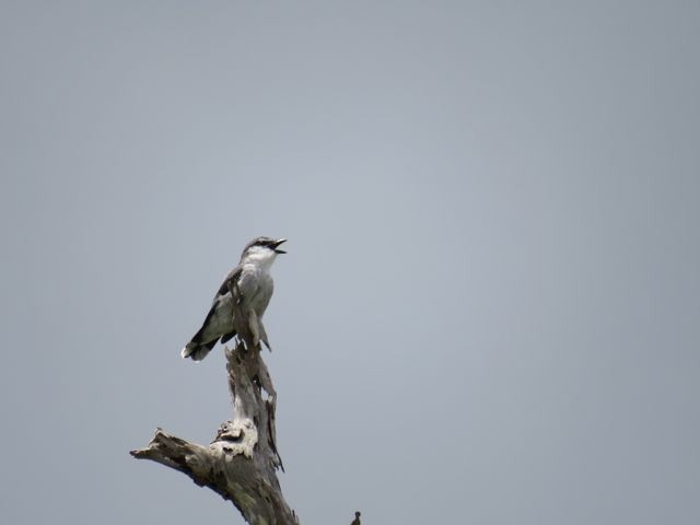 Mauritius Cuckooshrike - Phil Gregory | Sicklebill Safaris | www.birder.travel