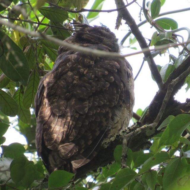 Madagascar Owl - ML205770751