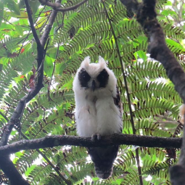 Madagascar Owl - Phil Gregory | Sicklebill Safaris | www.birder.travel