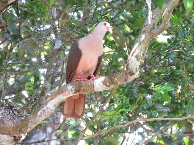 Pink Pigeon - Phil Gregory | Sicklebill Safaris | www.birder.travel