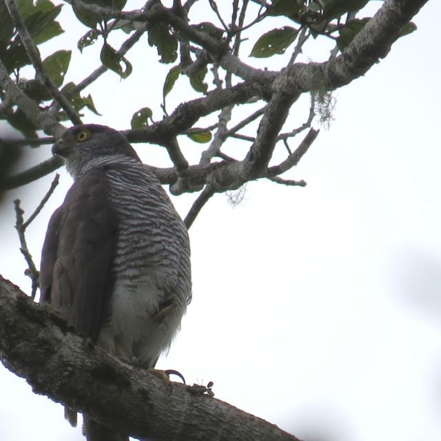 Madagascar Sparrowhawk - Phil Gregory | Sicklebill Safaris | www.birder.travel