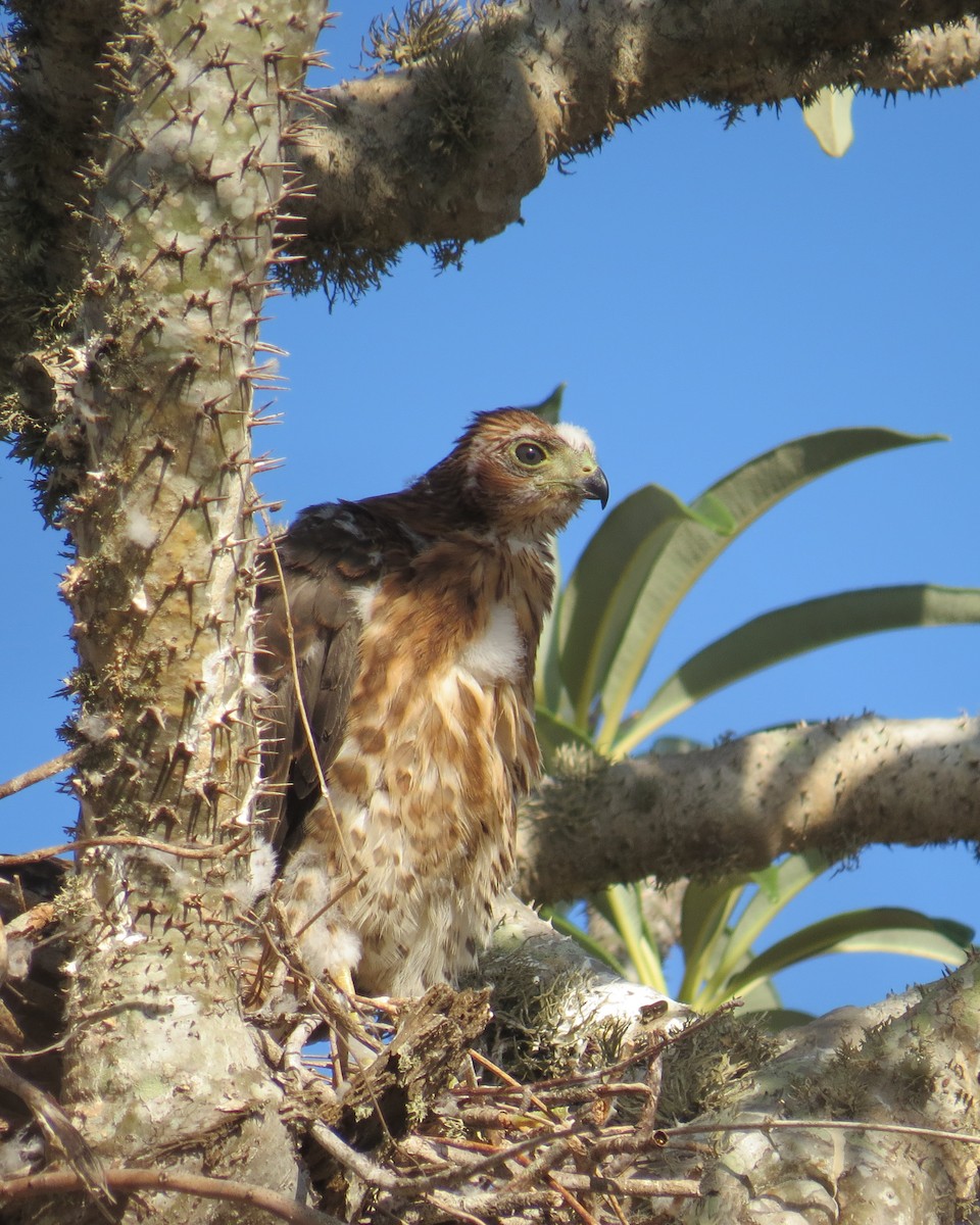Madagascar Sparrowhawk - ML205770901